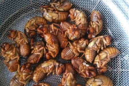 娱乐吃瓜酱知了,知了带你领略娱乐圈新鲜事