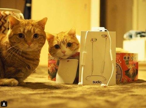 娱乐吃瓜茶小猫