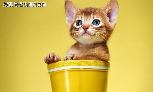 娱乐吃瓜茶小猫