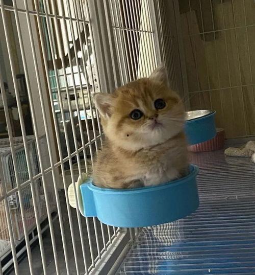 娱乐吃瓜茶小猫